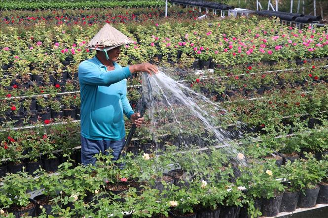 Trong ảnh: Nông dân xã Tân Khánh Đông , thành phố Sa Đéc chăm sóc hoa tết Nhâm Dần 2022. Ảnh: Nguyễn Văn Trí - TTXVN

