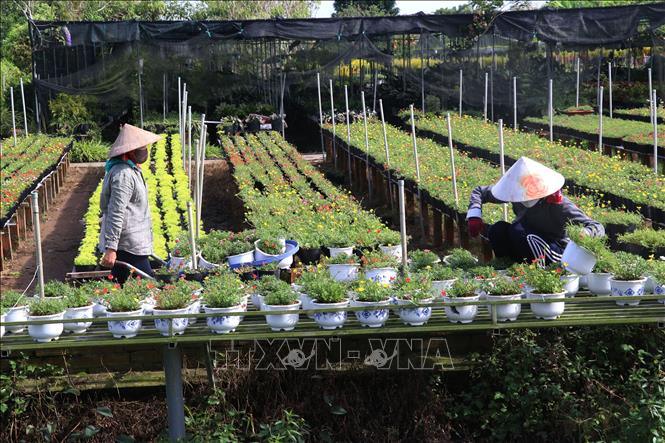 Trong ảnh: Nông dân xã Tân Khánh Đông , thành phố Sa Đéc chăm sóc hoa tết Nhâm Dần 2022. Ảnh: Nguyễn Văn Trí - TTXVN

