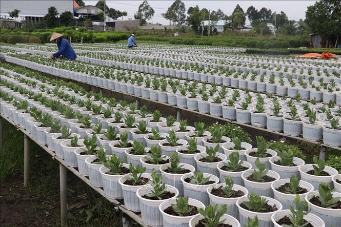 Trong ảnh: Nông dân xã Tân Khánh Đông, thành phố Sa Đéc chăm sóc hoa tết Nhâm Dần 2022. Ảnh: Nguyễn Văn Trí - TTXVN