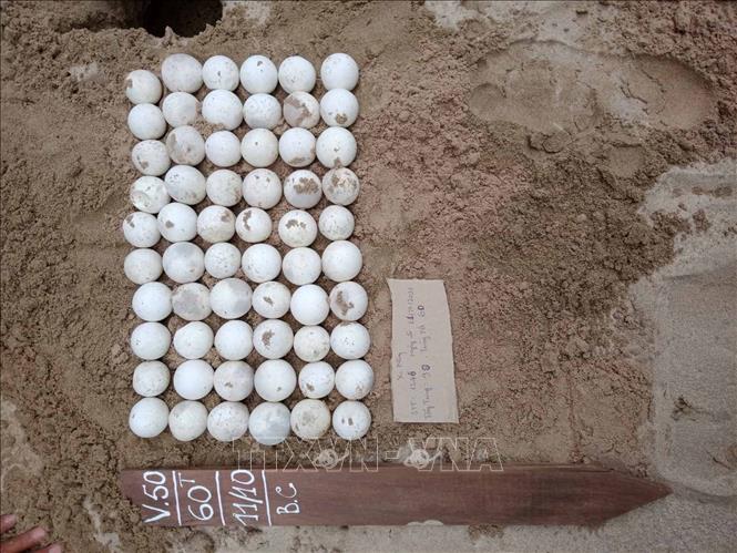 Trong ảnh: Trứng tại 1/18 bãi biển thuộc Vườn quốc gia Côn Đảo, tổ trứng rùa được ghi nhận rùa đẻ vào ngày 11/10/2021 với số lượng 90 trứng trong đó có 60 trứng tốt. Ảnh: TTXVN phát