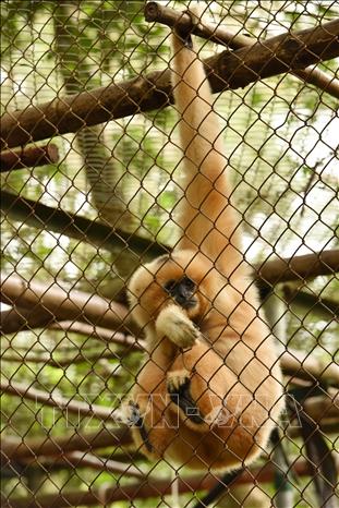 Photo: A Northern Yellow-Cheeked Gibbon at the centre. VNA Photo: Đức Phương