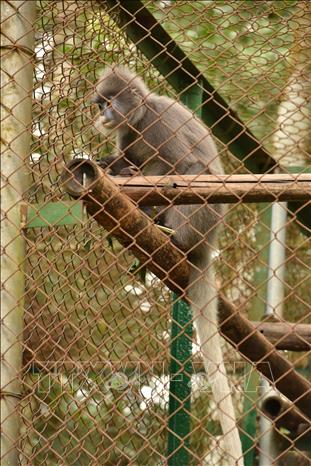 Photo: A Indochinese Grey Langur at the centre. VNA Photo: Đức Phương