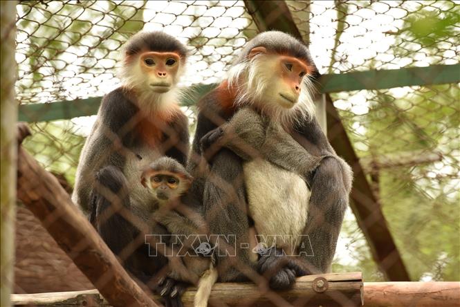 Photo: A family of Grey-Shanked Douc Langur at the centre. VNA Photo: Đức Phương
