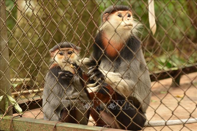 Photo: A family of Red-Shanked Douc Langur at the centre. VNA Photo: Đức Phương