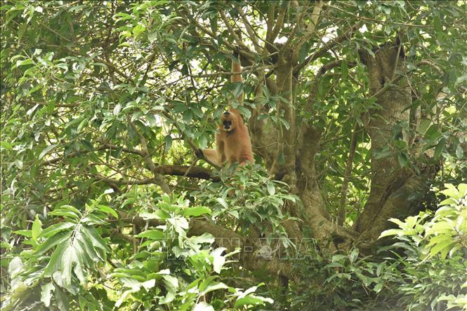 Photo: A Northern Yellow-Cheeked Gibbon roams freely in the centre. VNA Photo: Đức Phương