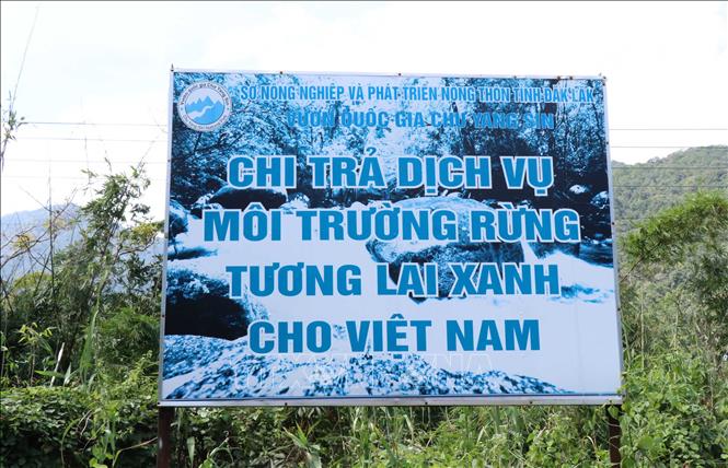 Trong ảnh: Chính sách chi trả dịch vụ môi trường rừng đi vào cuộc sống giúp Vườn Quốc gia Chư Yang Sin quản lý, bảo vệ tốt hơn diện tích rừng được giao. Ảnh: Anh Dũng - TTXVN