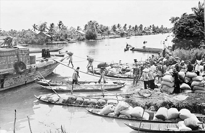 Sau giải phóng miền Nam, thống nhất đất nước, dưới sự lãnh đạo của Đảng và sự đoàn kết nhất trí, nỗ lực phấn đấu của toàn dân, toàn quân, cả nước tập trung sức khắc phục hậu quả nặng nề của chiến tranh. Trong ảnh: Vận chuyển lúa thu hoạch ở đồng bằng sông Cửu Long. Ảnh: TTXVN