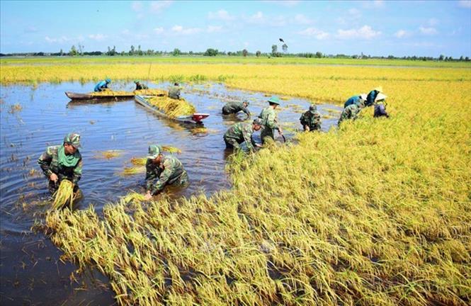 Qua 35 năm đổi mới, sức mạnh đoàn kết quân dân, sức mạnh bảo vệ Tổ quốc của dân tộc Việt Nam ngày càng được củng cố và tăng cường. Trong ảnh: Bộ đội tỉnh Long An giúp dân gặp lúa chạy lũ tại huyện biên giới Tân Hưng. Ảnh: TTXVN phát