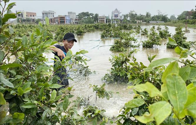 Trong ảnh: Năm nay nước lũ dâng cao nhiều diện tích mai ở thủ phủ mai miền Trung thị xã An Nhơn, tỉnh Bình Định bị ngập sâu, hư hại do nước lũ. Ảnh: Tường Quân-TTXVN