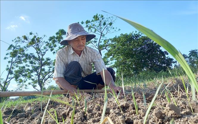 Trong ảnh: Đợt mưa lũ cuối tháng 11 vừa qua làng trồng hoa lay ơn, thành phố Tuy Hòa, Phú Yên bị thiệt hại nặng mất trắng đến 80% sản lượng cây giống. Ảnh: Xuân Triệu-TTXVN