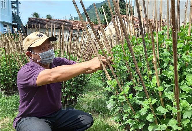 Trong ảnh: Cúc đại đóa được xem là đặc sản ở vùng hoa Tuy Hòa, Phú Yên. Những ngày này, nông dân thành phố Tuy Hòa cố định thân cây cúc vào tăm tre để cây phát triển khỏe mạnh, cho hoe đẹp đúng dịp Tết. Ảnh: Xuân Triệu-TTXVN