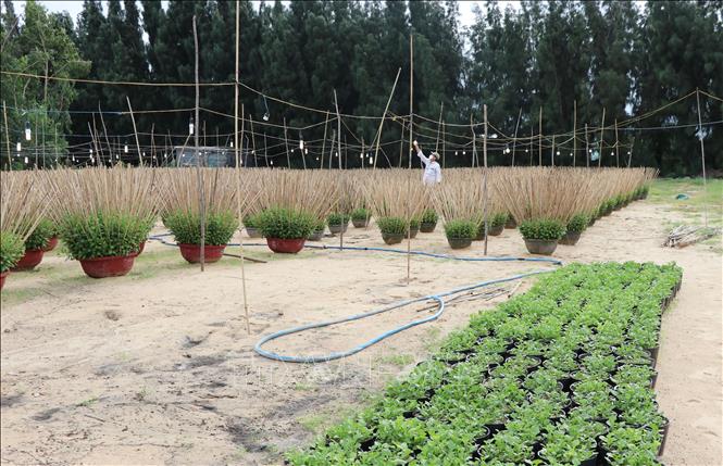 Trong ảnh: Do ảnh hưởng của thiên tai và dịch COVID-19 nông dân trồng hoa cúc ở Phú Yên đã bỏ đất trống không trồng, giảm gần một nữa sản lượng so với các năm trước. Ảnh: Phạm Cường-TTXVN