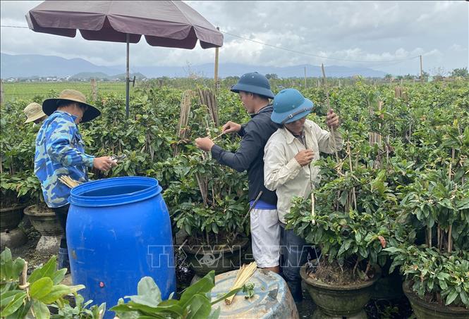 Trong ảnh: Nông dân thị xã An Nhơn, tỉnh Bình Bịnh tập trung chăm sóc hoa mai cho thị trường Tết. Ảnh: Tường Quân-TTXVN