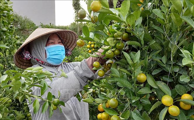 Trong ảnh: Nông dân Phú Yên chăm sóc, tạo dáng cho quất bán thị trường Tết. Ảnh: Xuân Triệu-TTXVN