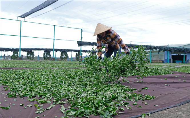 Trong ảnh: Sau khi thu hoạch, búp và lá trà Ô long được phơi trong nắng dịu nhẹ ở một thời gian nhất định để đủ độ héo trước khi đưa vào chế biến. Ảnh: Nguyễn Dũng – TTXVN 