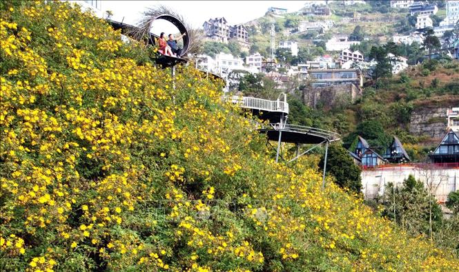 Trong ảnh: Hoa dã quỳ Tam Đảo thường nở dịp cuối thu đầu đông, khoảng cuối tháng 10 đến tháng 12 dương lịch. Ảnh: Hoàng Hùng - TTXVN