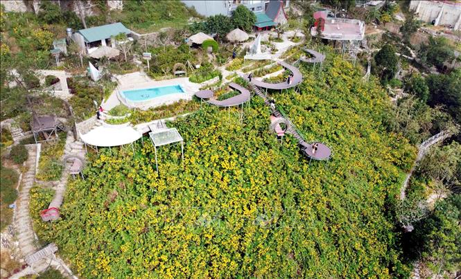 Trong ảnh: Khu Cầu Mây thị trấn Tam Đảo là một trong những địa điểm lý tưởng dành cho du khách muốn ngắm hoa dã quỳ. Ảnh: Hoàng Hùng - TTXVN