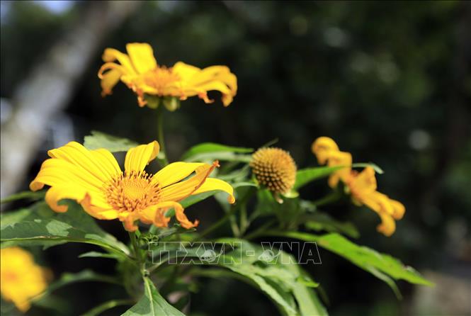 Trong ảnh: Hoa dã quỳ khoác áo màu vàng rực rỡ, khoe dáng giữa các sườn đồi khu du lịch Tam Đảo. Ảnh: Hoàng Hùng - TTXVN