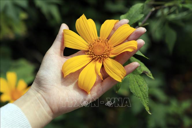 Trong ảnh: Hoa dã quỳ xòe cánh vàng rực rỡ. Ảnh: Hoàng Hùng - TTXVN