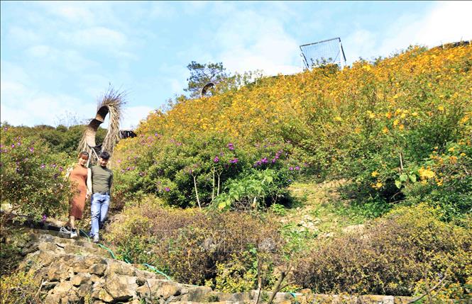 Trong ảnh: Trong tiết trời se lạnh của miền Bắc loài dã quỳ khoác áo màu rực rỡ, khoe dáng giữa các sườn đồi khu du lịch Tam Đảo. Ảnh: Hoàng Hùng - TTXVN