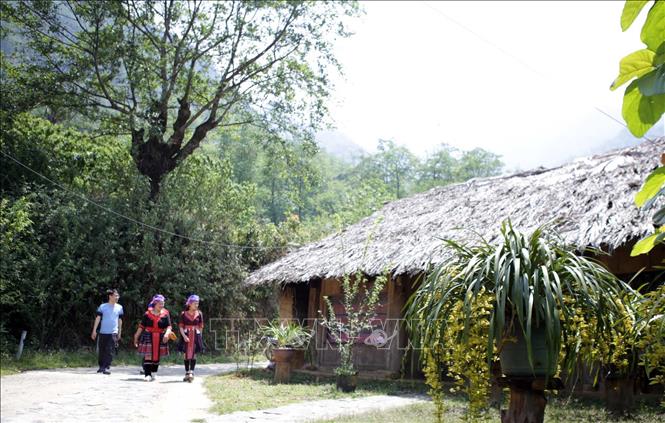 Trong ảnh: Sin Suối Hồ cũng là thủ phủ của Hoa Địa lan - loại hoa đem lại nguồn thu nhập đáng kể, giúp nhiều hộ dân vươn lên làm giàu. Ảnh: Quý Trung - TTXVN