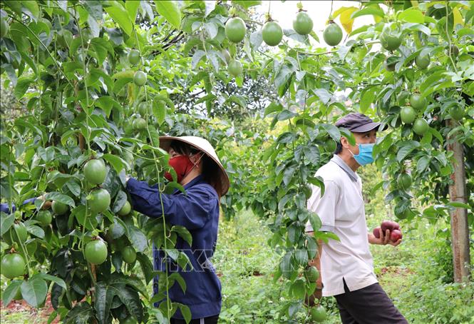 Nông sản Việt: Đến với nông sản Việt, bạn sẽ tìm thấy những sản phẩm tươi ngon, an toàn và đạt tiêu chuẩn. Thực phẩm Việt Nam ngày càng được ưa chuộng trên thị trường quốc tế nhờ vào chất lượng tốt và giá cả hợp lý. Hãy ủng hộ sản phẩm Việt để giúp nền kinh tế phát triển.