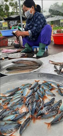 Cá heo bày bán tại chợ thành phố Cao lãnh, tỉnh Đồng Tháp. Ảnh: Nguyễn Văn Trí - TTXVN