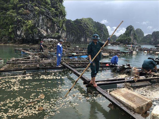 Tổ chức tháo dỡ lồng bè nuôi trồng thủy sản. Ảnh: Hoàng Ngọc - TTXVN