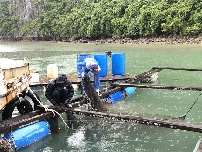 Tổ chức tháo dỡ lồng bè nuôi trồng thủy sản. Ảnh: Hoàng Ngọc - TTXVN