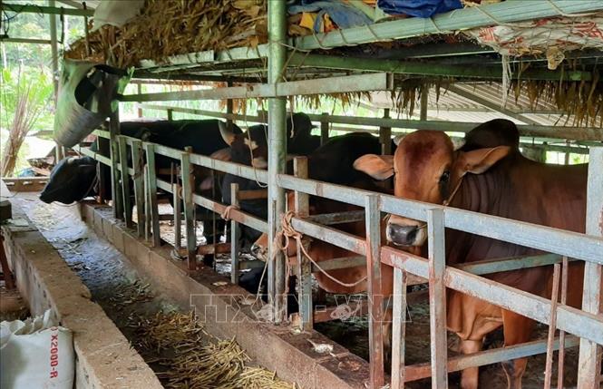 Trong ảnh: Chăn nuôi đại gia súc ở Cao Bằng chủ yếu là quy mô nhỏ lẻ, hộ gia đình, do đó chất lượng chuồng trại còn rất kém. Ảnh: TTXVN phát
