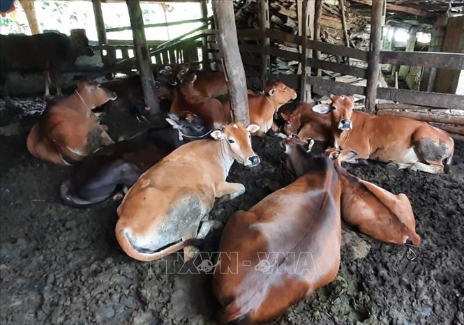 Trong ảnh: Rất nhiều hộ chăn nuôi trâu bò ở Cao Bằng vẫn để trâu bò trong những chuống nhốt sơ sài, ẩm thấp, rất dễ phát sinh bệnh dịch cho vật nuôi. Ảnh: TTXVN phát