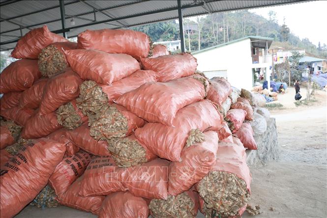 Trong ảnh: Địa điểm tập kết gừng tại thôn Lùng Sán, xã Nàn Ma, huyện Xín Mần (Hà Giang). Ảnh: Nguyễn Chiến-TTXVN