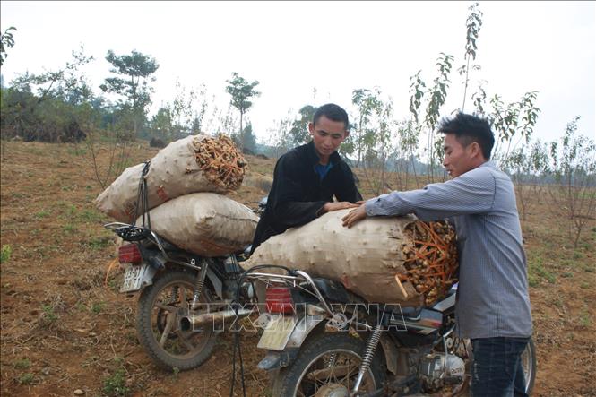 Trong ảnh: Ông Sùng Văn Sinh (áo đen) thôn Suôi Thầu, thị trấn Cốc Pài, huyện Xín Mần (Hà Giang) thu hoạch gừng. Ảnh: Nguyễn Chiến-TTXVN