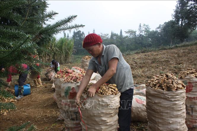Trong ảnh: Người dân thôn Suôi Thầu, thị trấn Cốc Pài, huyện Xín Mần (Hà Giang) thu hoạch gừng. Ảnh: Nguyễn Chiến-TTXVN