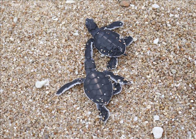 Photo: Baby turtles head for the sea inside Nui Chua National Park. VNA Photo: Nguyễn Thành