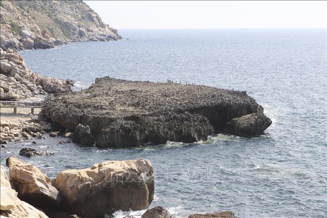 Photo: Ancient coral reef at Hang Rai in Nui Chua National Park. VNA Photo: Nguyễn Thành
