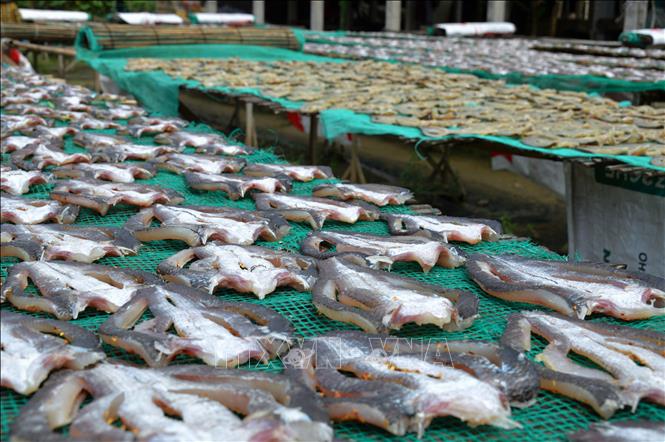 Photo: The making of dried snakehead fish in Phu Tho Village, Dong Thap Province. VNA Photo: Nhựt An