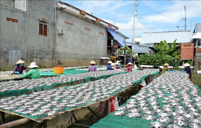 Photo: The making of dried snakehead fish in Phu Tho Village, Dong Thap Province. VNA Photo: Nhựt An