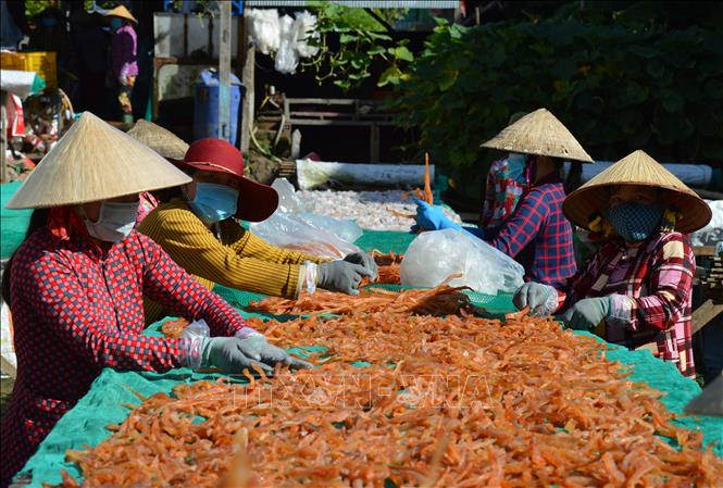 Photo: The making of dried shrimps in Phu Tho Village, Dong Thap Province. VNA Photo: Nhựt An