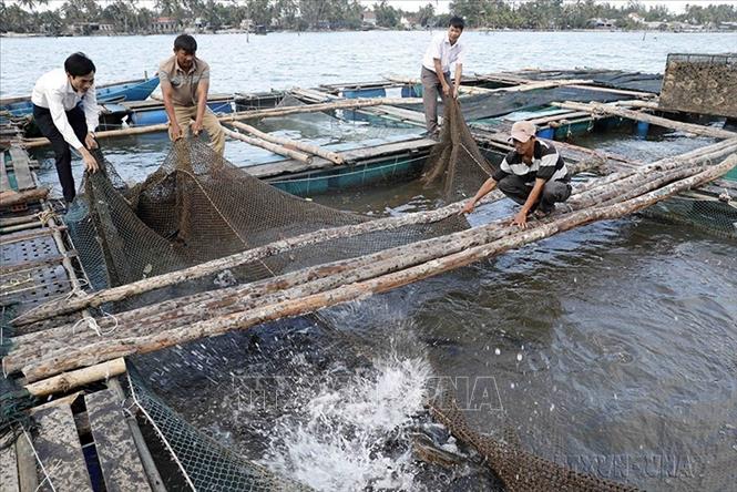 Tín dụng chính sách ở huyện Núi Thành (Quảng Nam) giúp người dân cải thiện cuộc sống. Ảnh: Trần Việt-TTXVN