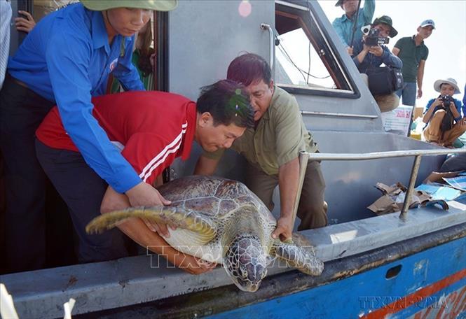 Chi cục Khai thác và Bảo vệ nguồn lợi thủy sản tỉnh Bạc Liêu tiến hành thả cá thể vích quý hiếm nặng hơn 62kg trở lại biển. Ảnh: Nguyễn Thanh Liêm - TTXVN