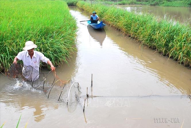 Nuôi tôm dưới ruộng lúa theo mô hình sản xuất lúa-tôm ở huyện Hồng Dân, tỉnh Bạc Liêu. Ảnh: Huỳnh Sử - TTXVN