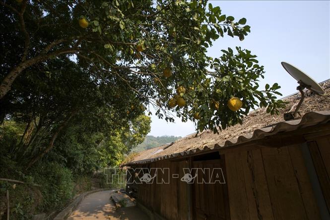 Photo: A small path in the village with grapefruit trees and traditional houses. VNA Photo: Trọng Đạt