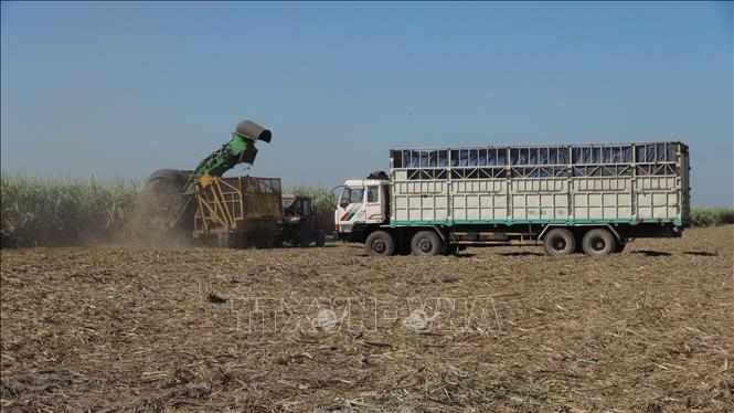 Xe ô tô tải chờ vận chuyển mía sau thu hoạch về nhà máy. Ảnh: Lê Đức Hoảnh-TTXVN