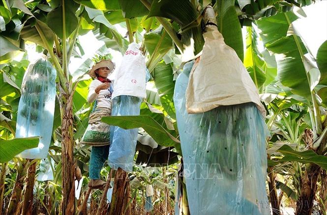 Trang trại chuối xuất khẩu tại Khu nông nghiệp công nghệ cao An Thái, xã An Thái, huyện Phú Giáo, tỉnh Bình Dương. Ảnh: An Hiếu - TTXVN