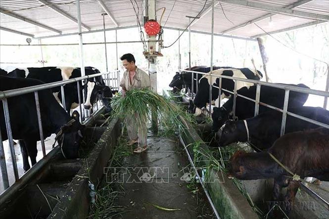 Phát triển chăn nuôi bò sữa quy mô hộ nông dân ở xã Long Tân, huyện Dầu Tiếng, tỉnh Bình Dương. Ảnh: Vũ Sinh - TTXVN