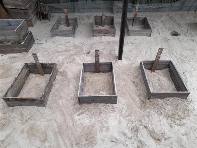 Photo: A Sea turtle incubator at the Con Dao National Park.