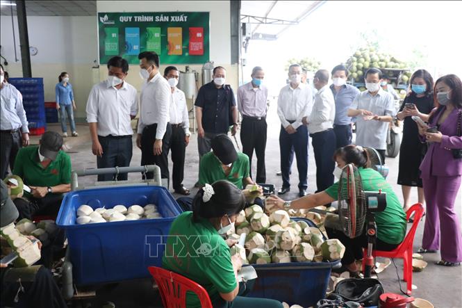 Trong ảnh: Đại sứ các nước tham quan nhà máy chế biến dừa tại Bến Tre. Ảnh: Huỳnh Phúc Hậu - TTXVN
