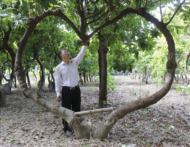 Cây Hoa Lộc Vừng Bonsai dáng trực huyền cực đẹp cây rất lâu năm  mã LV02   Làng Vườn Bách Thuận