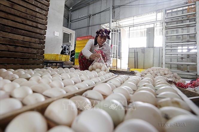 Thu nhập bình quân đầu người liên tục tăng qua các năm. Năm 2021 đạt khoảng 77 triệu đồng/người, cao gấp 36,7 lần so với năm 1997 (khoảng 2,1 triệu đồng/người). Trong ảnh: Phát triển nuôi vịt đẻ và mua máy ấp trứng quy mô hộ gia đình ở xã Thụy Lôi, huyện Kim Bảng, tỉnh Hà Nam. Ảnh: Trần Việt - TTXVN